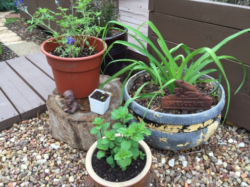 Bluebonnet, Daylilies, Mint & Swiss Chard seedling trying her best.