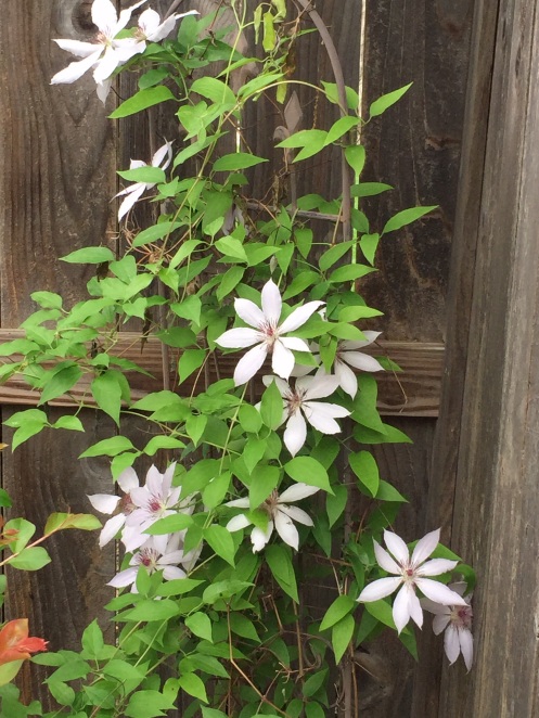 Nelly Moser Clematis, faded color, stunted growth.  We must educate the gardener.