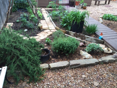 Forward, the herb garden.  Trailing Rosemary, baby Basil,thyme, Greek Oregano & Sage.