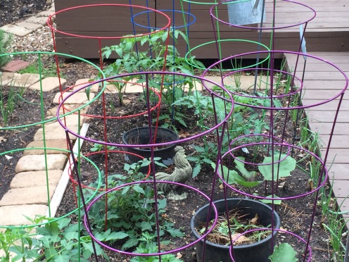 Circling deliciousness.  Tomatoes & Eggplants amidst a feeding and watering station.