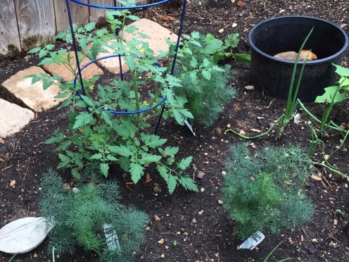 Dill nursery planted for the Swallowtail Butterflies.  Cherry Tomato plant, already fruited!