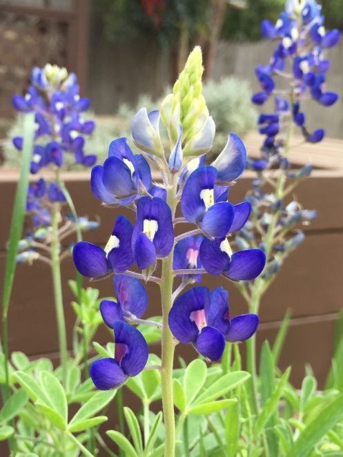 Texas State Flower, lupine, Bluebells!