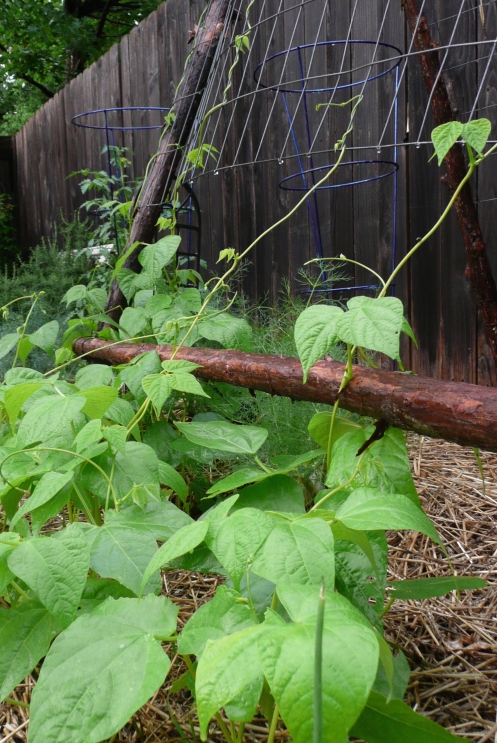 Beans are racing up the trellis.  If I stand here long enough, there may be visible action. ;)