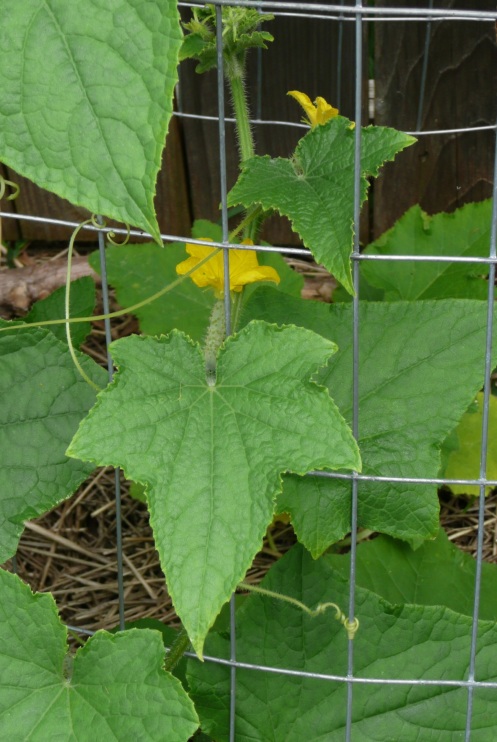 One of two cucumber vines.  (Last week I harvested two cucumbers!)