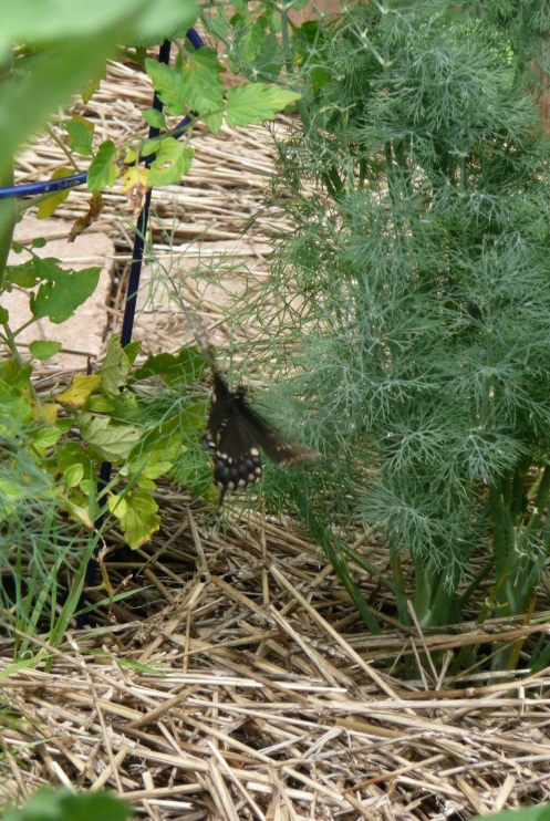 Speaking of butterflies...a Swallowrail flitted between the dill plants this afternoon.  One of my three dill plants is a nursery.  