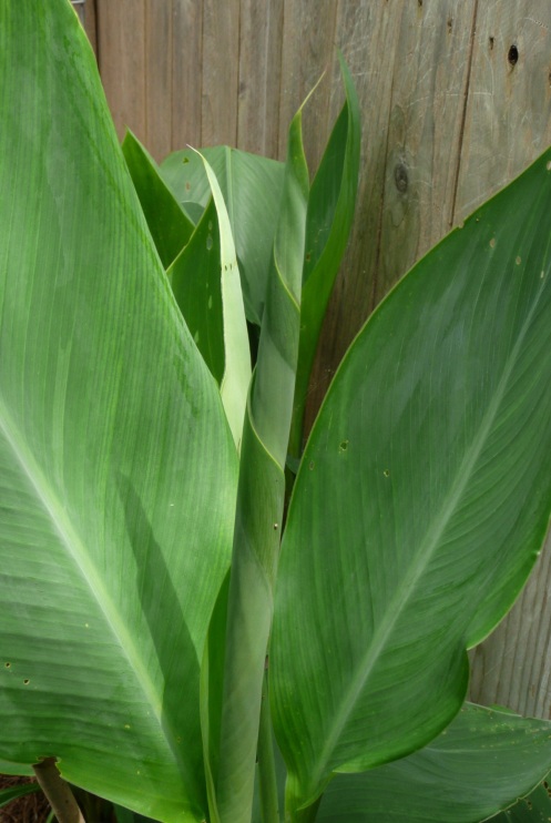 Canna leaf wrapped by nature; during the next day she will unfurl her new leaf.