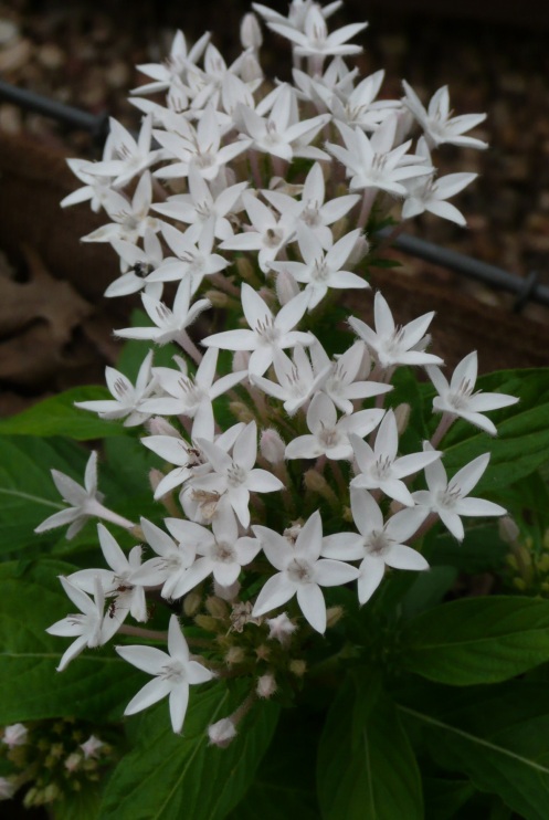 A lovely white Penta awaits the buzz and the flit of her busy winged friends.