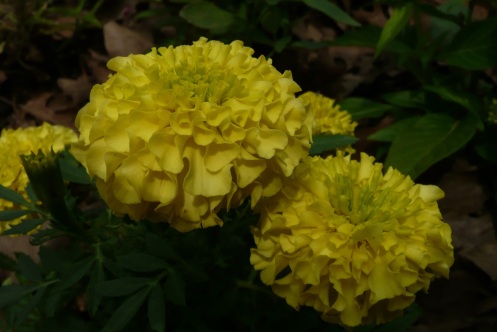 Lime colored Marigold.  She unfolds in a wave of decending color.