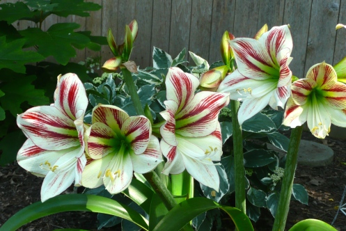 Candy Cane Amaryllis, gifted by Vicki & Frank.  "Once upon a Christmas"