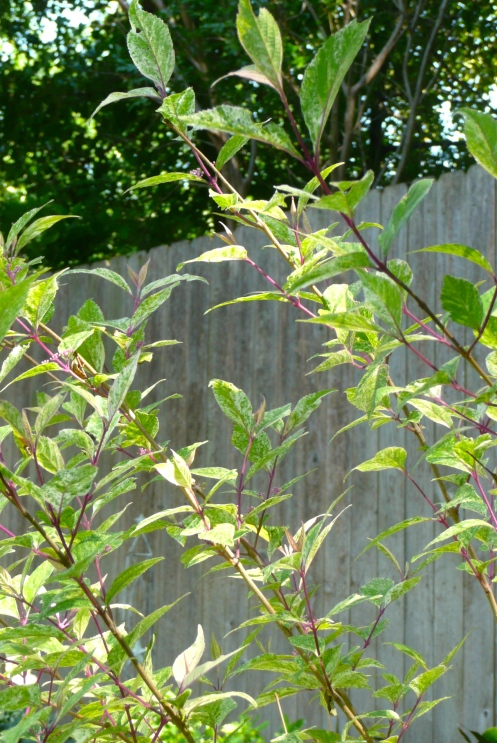The Variegated Beautyberry may cast white berries, but look at the beautiful purple branches!  A keeper, for sure.  I planted her to fill in a dead space and to hide some of the composting area.