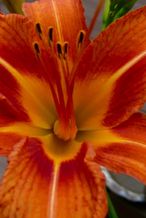 (Georgia O'Keefe, I dedicate this to you.). A Daylily, kissing the sunlight.