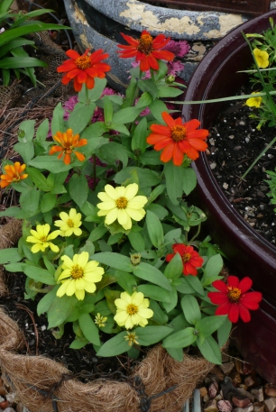More beautiful than yesterday.  So many flowers yet to bloom.  I'm hoping these little Zinnias don't catch fungus.  Let's enjoy them while we can.  
