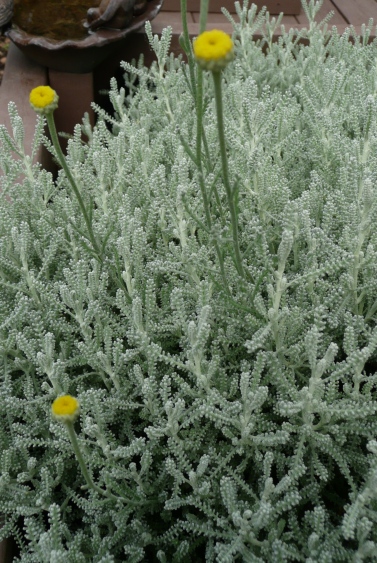 Grey Santolina in bloom.