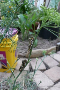 We've munched the dill plants down to the stems in many places